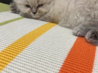 LYNX POİNT BRİTİSH BEBEKLER
