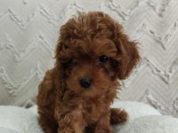 Biblo gibi poodle kızımız yeni yuvasını arıyor