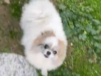 Kısır değil dişi pomeranian