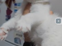 British shorthair kedimiz