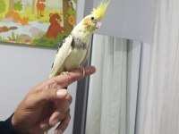 El besleme eğitimli sultan papağanı yeni yeme düşmüş