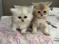 2 Bucuk Aylık Yavrular tek veya toplu Sahiplendirilecek