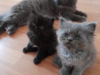 Chinchilla yavrularımız yeni yuvalarını bekliyor