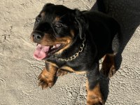 SAFKAN Rottweiler 60 Günlük Erkek Dişi Yavru