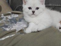 British Shorthair Pisi Pisiler