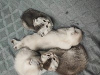 50 günlük scottish fold yavrular