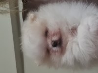 Pomeranian boo köpeğimiz