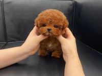 Sevgı Dolu Toy Poodle Yavrularım