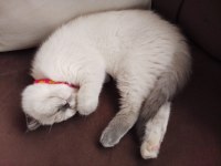 2.5 aylık dişi blue point ayı surat yavru scottish fold
