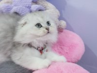 Safkan Scottish Fold Ve Straight Yavrular Catteryden