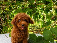 KORE KAN RED BROWN TOY POODLE