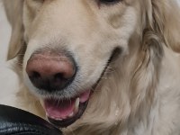 Acil golden retriever kızıma arkadaş arıyorum