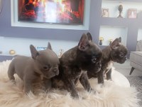 Uygun Mükemmel Üst Düzey Kalite Anatomi French Bulldog