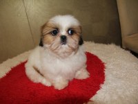 Üreticiden Shih Tzu Yavrular