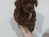 KENDİ KIZIMIN POODLE YAVRULARI
