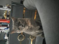 British shorthair kedimiz 3 yaşında