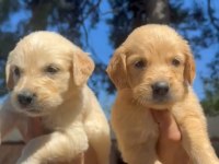 SADIK VE SEVECEN GOLDEN YAVRULAR
