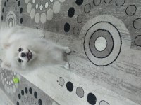 Erkek pomeranian beyaz