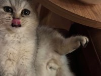 Scottish fold kedimizi çiftleştirme ilanıdır