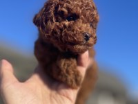 Safkan Dişi Toy Poodle
