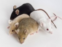 Lab - Rat - Dumbo Rat - Panda Mice Adrese Teslim Mevcut