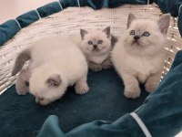 scottish fold ve british shorthair blue point yavrular