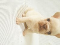 Merle Paltinyum Lilac Blue French Bulldog
