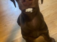 Kızıl doberman