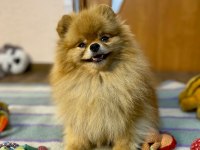 Show Kalite Pomeranian Boo