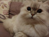 British Longhair Kedim Karameli Sahiplendirmek İstiyorum