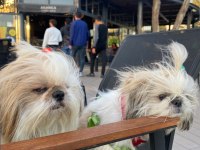 Shih Tzu Yavrularımız