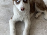 Husky Sibirya kurdu