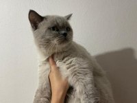 8 aylık erkek british shorthair