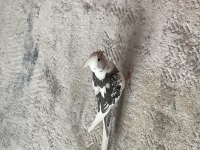 Yumurtalı ve yavrulu takım sultan papağanı