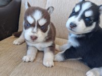 SAFKAN A KALİTE TAM MASKE MAVİGÖZ HUSKY YAVRULAR