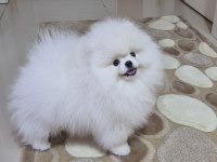 ÜST KALİTE POMERANİAN BOO ERKEK