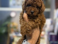 Toy Poodle Yavrular