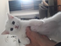 Scottish beyaz pamuklar yeni yuvalarına gitmeye hazır
