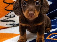 Safkan Longhair Mini Dachshund Yavrular