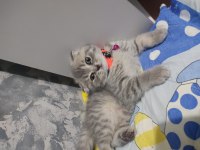 2 aylık bebek yavruyu sahiplendiriyoruz