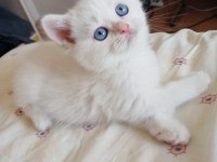 British Shorthair Safkan Dişi Yavru