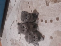 Dünyalar tatlısı british longhair ve scottish bebeklerimiz
