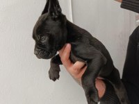 Cane Corso yavrularımız ırk garantilidir