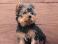 Mini minnak yorkshire terrier yavrular