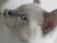 1 yaşında erkek blue point british shorthair