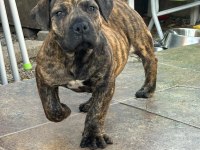BOERBOEL GÜNEY AFRİKA MASTİFF