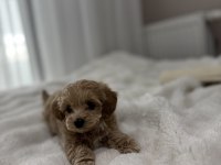 Tuvalet Eğitimli Sıfır Boy Maltipoo