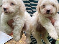 MALTESE TERRİER YAVRULARI