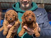 Toy poodle yavrularımız ırk garantilidir