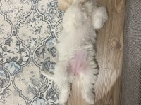 Maltipoo dişi 3 aylık